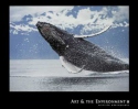 Northern Humpback Whale, Brandon Cole