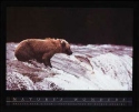 Grizzly Bear and Fish, Michio Hoshino