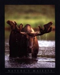 Bull Moose, John Pezzenti