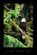 Silent Sentinel Alaska, Art Wolfe