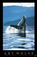 Humpback Whale, Art Wolfe